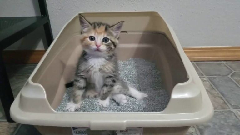 Gattino molto concentrato… nel fare la cacca