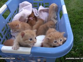 Una cesta piena zeppa di gattini