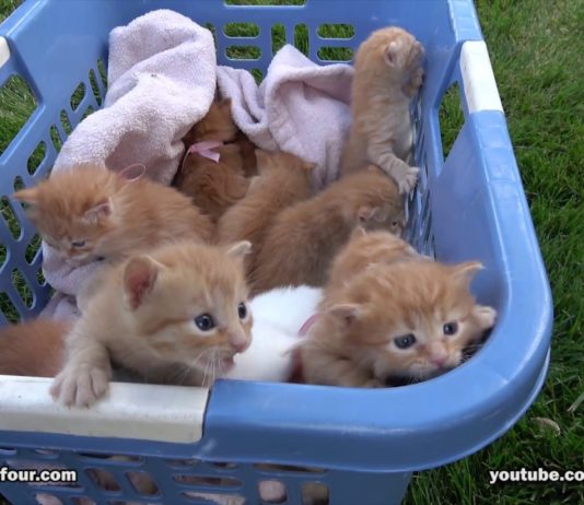 Una cesta piena zeppa di gattini