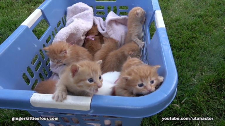 Una cesta piena zeppa di gattini
