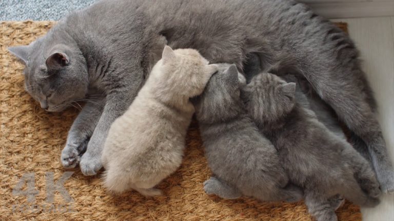 Gatta British Shorthair nutre i suoi cuccioli