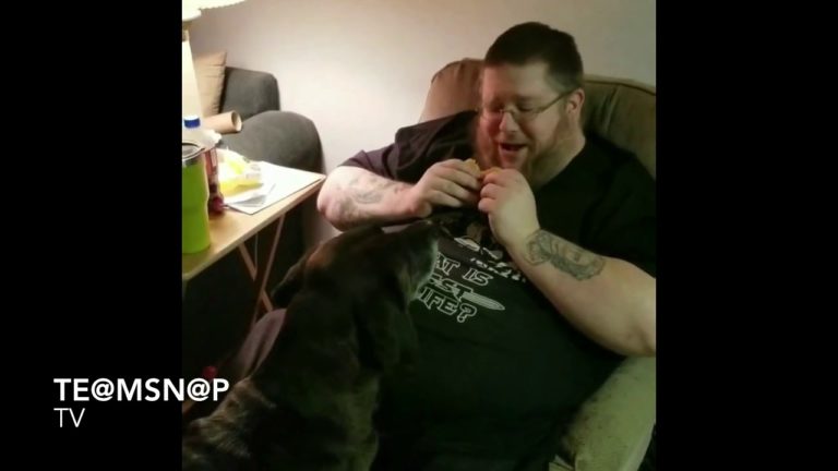 Assalito dal gatto, un uomo non riesce a mangiare il suo hamburger