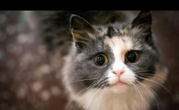 Gatti che incontrano i loro umani dopo tanto tempo