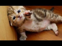 10 cuccioli irresistibili