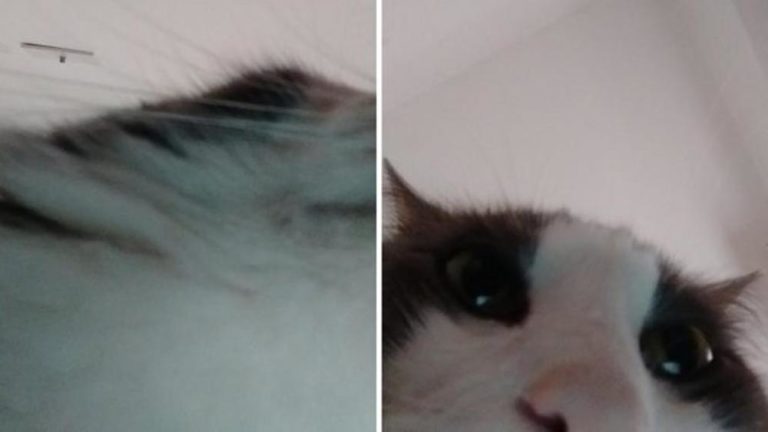 Il gatto che si fa i selfie con lo smartphone della sua umana