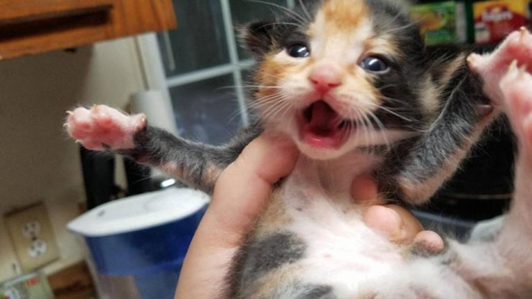 Gattina che ha lottato per sopravvivere ora è in splendida forma