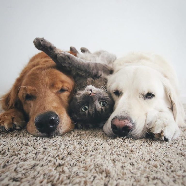 Due cani e un gatto sono amici inseparabili