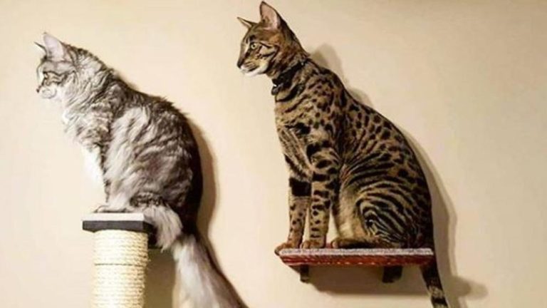 Due gatti da Guinness dei primati morti in un incendio