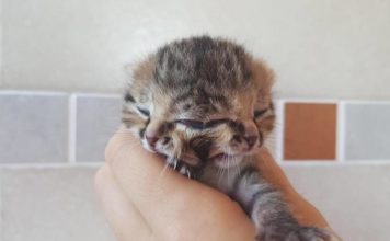 Bettie Bee, un gatto Giano nato con due teste e tre occhi