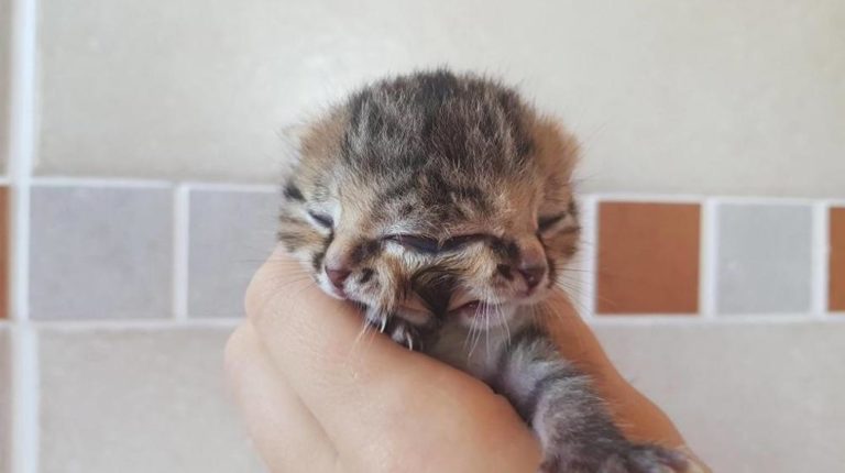 Bettie Bee, un gatto Giano nato con due teste e tre occhi