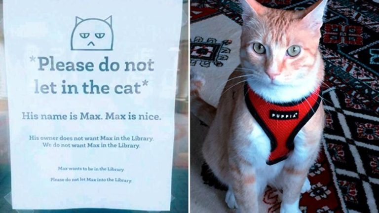 “Non fate entrare il gatto in biblioteca”: dopo il divieto il gatto Max diventa una star