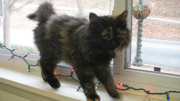 La polizia trova una gattina e la assume
