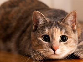 I salti più imprevedibili di sempre