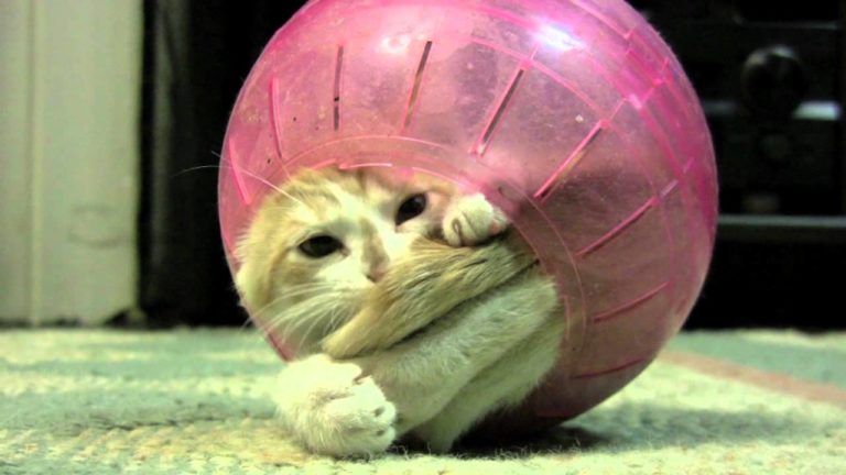 Gatto gioca nella palla del criceto