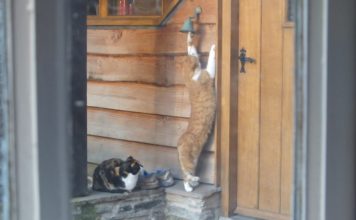 L’incredibile gatto che suona il campanello