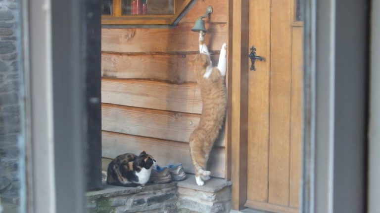 L’incredibile gatto che suona il campanello
