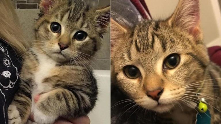 Un gatto con le zampe più grosse del normale viene scambiato per una lince