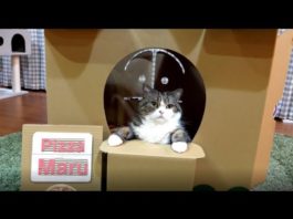 Maru fa il pizzaiolo