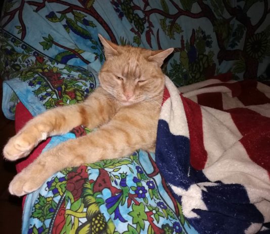 Via da casa per 10 mesi, poi il ritrovamento. La storia a lieto fine di Pikachu