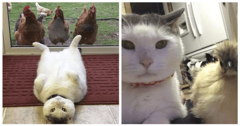 Questo gatto non sa come mai le galline sono ossessionate da lui
