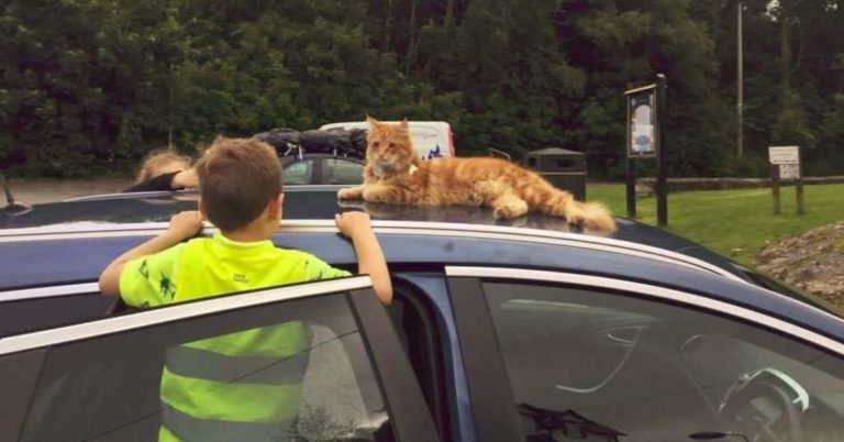 Parsley, il Maine Coon che attira i turisti