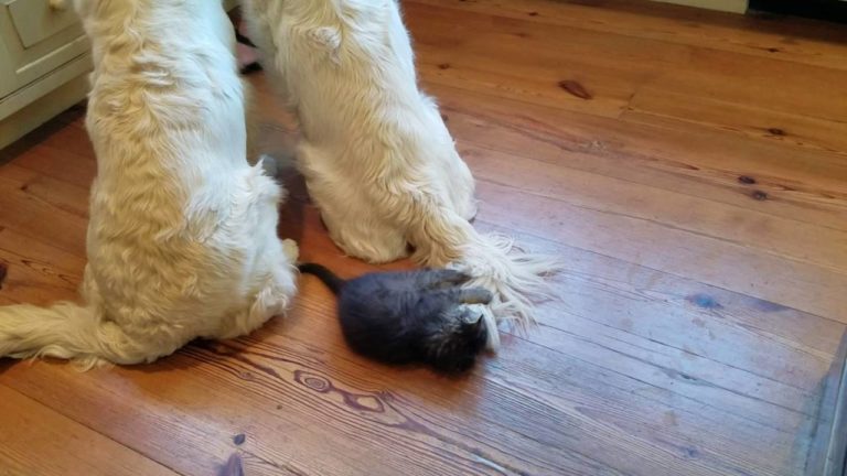 Gattino divertentissimo gioca con la coda di un cane