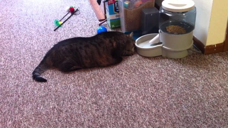 Il gatto Edgar inganna il distributore di crocchette