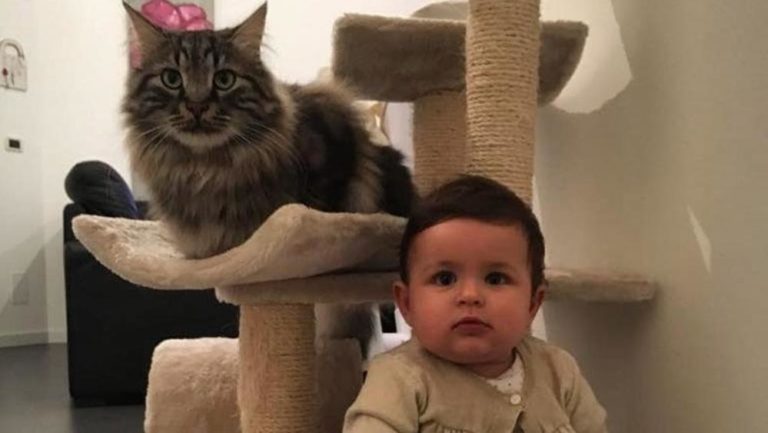 Tiger, il gatto che fa da guardia del corpo a una bambina piccola
