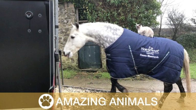 Louis, il gatto che passeggia con il “suo” cavallo