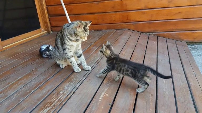 Mamma gatta lava i suoi cuccioli… anche se non vogliono