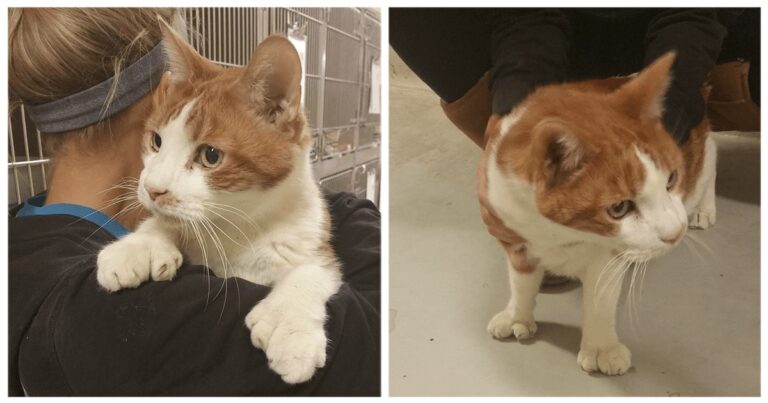 Un gatto con 24 dita arriva al rifugio e continua a chiedere coccole