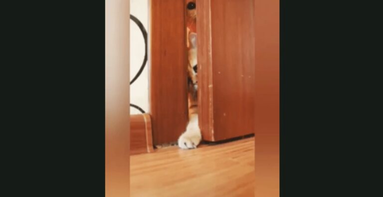 Due gatti dietro la porta non riescono a entrare