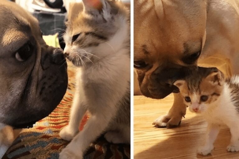 Una gattina è amata da un cane che non la lascia mai sola