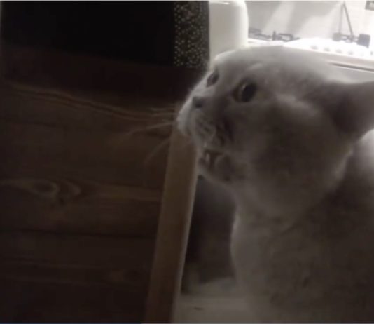 “Aprimi la porta!”, il gatto Giacobbe parla col suo umano e chiede di uscire