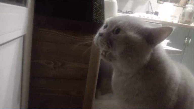 “Aprimi la porta!”, il gatto Giacobbe parla col suo umano e chiede di uscire