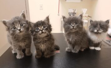 Un uomo salva otto gattini infreddoliti in un vicolo