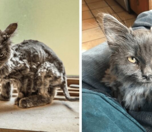 La trasformazione di una gattina denutrita che vagava in strada