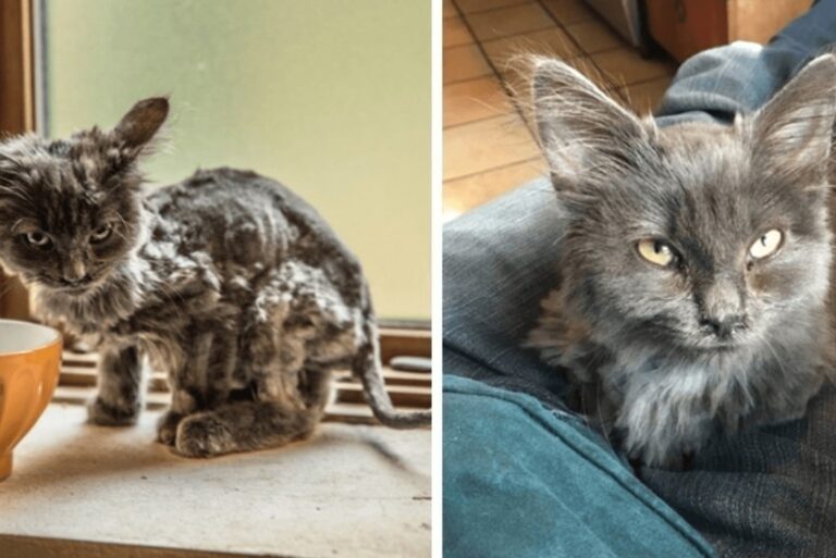 La trasformazione di una gattina denutrita che vagava in strada