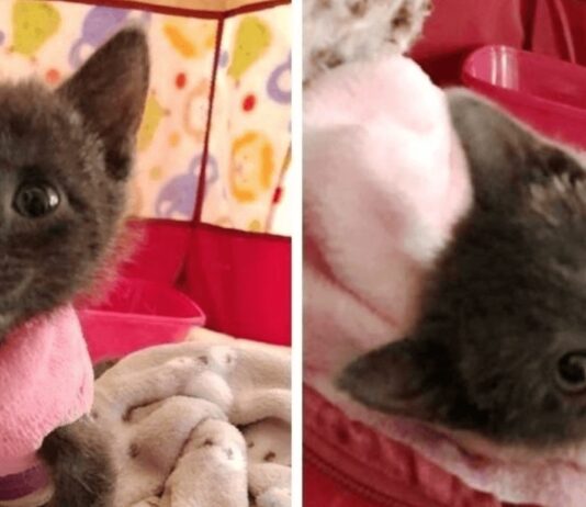 Una gattina ha ingannato la morte e non ha mai smesso di combattere e fare le fusa nonostante la sua deformità