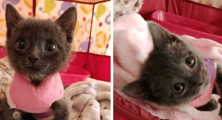 Una gattina ha ingannato la morte e non ha mai smesso di combattere e fare le fusa nonostante la sua deformità