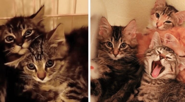 Cinque gattini terrorizzati stavano ranicchiati in massa per combattere la paura.  Poi hanno scoperto le coccole, e non smettono di fare fusa