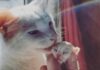 Gatto diventa il papà surrogato di una gattina appena nata e l’aiuta a salvarle la vita