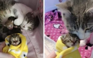 Una gatta trovatella non lascia i suoi cuccioli finché non trova qualcuno di cui si fida