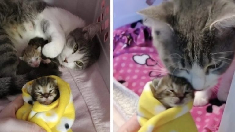 Una gatta trovatella non lascia i suoi cuccioli finché non trova qualcuno di cui si fida
