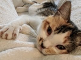 Gattina randagia trova la sua prima casa e tanto amore