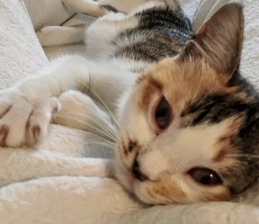Gattina randagia trova la sua prima casa e tanto amore