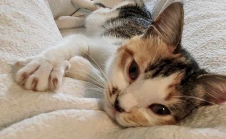 Gattina randagia trova la sua prima casa e tanto amore