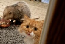 Opossum ruba il cibo al gatto. E le sue espressioni sono un vero spasso!