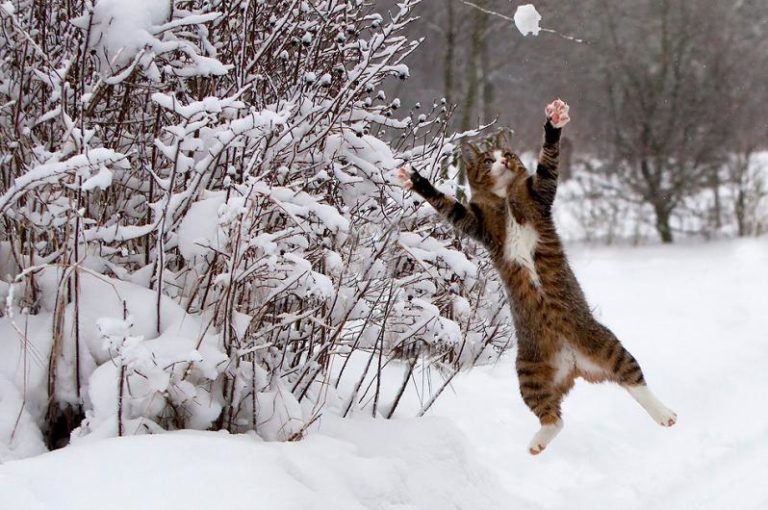 Il gatto atletico è un killer di palle di neve e il web impazzisce per lui