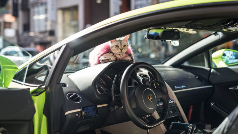 Torako, la gatta che va in Lamborghini a Tokyo